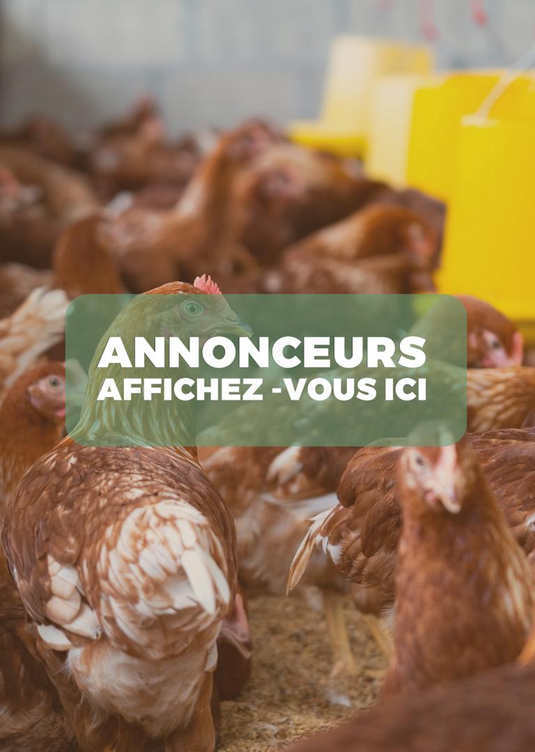 Publicité 5